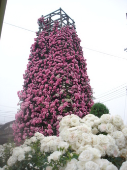 薔薇の塔
