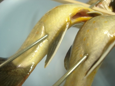 野生の・・・