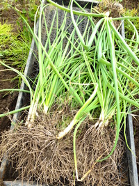 たまねぎを植える