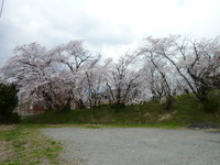 今年の桜　南向塚古墳