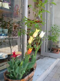 変りチューリップ